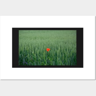 Poppy in Wheat Field Posters and Art